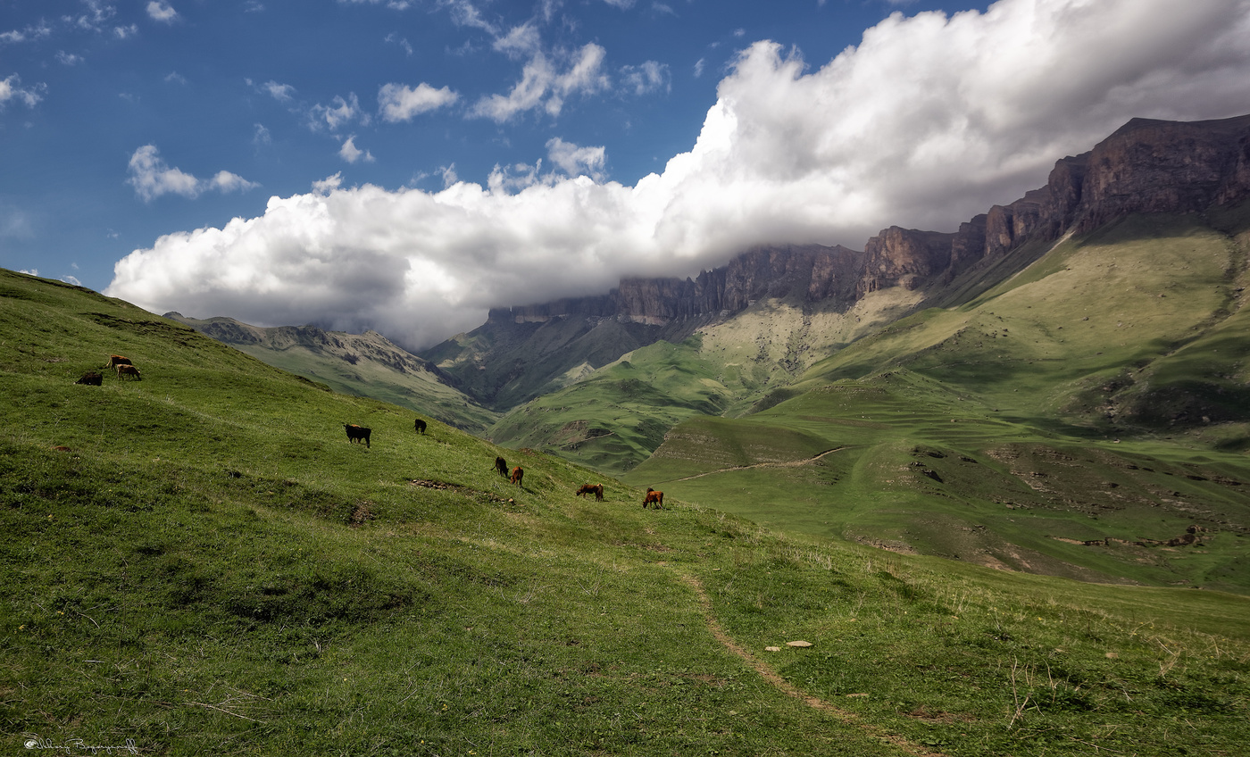 Альпийские Луга Кавказа