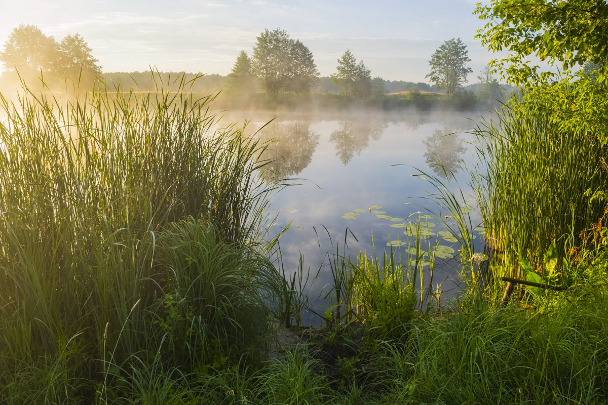 Туман над травой песня слушать. Утренний туман. Лето речка. Утро на реке лето. Летнее утро на речке.