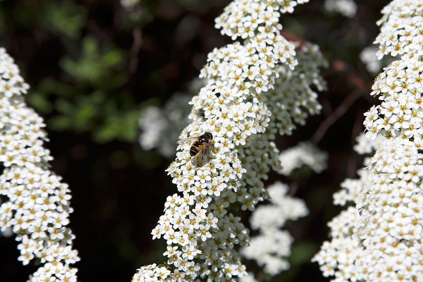 платина все цветы вокруг меня