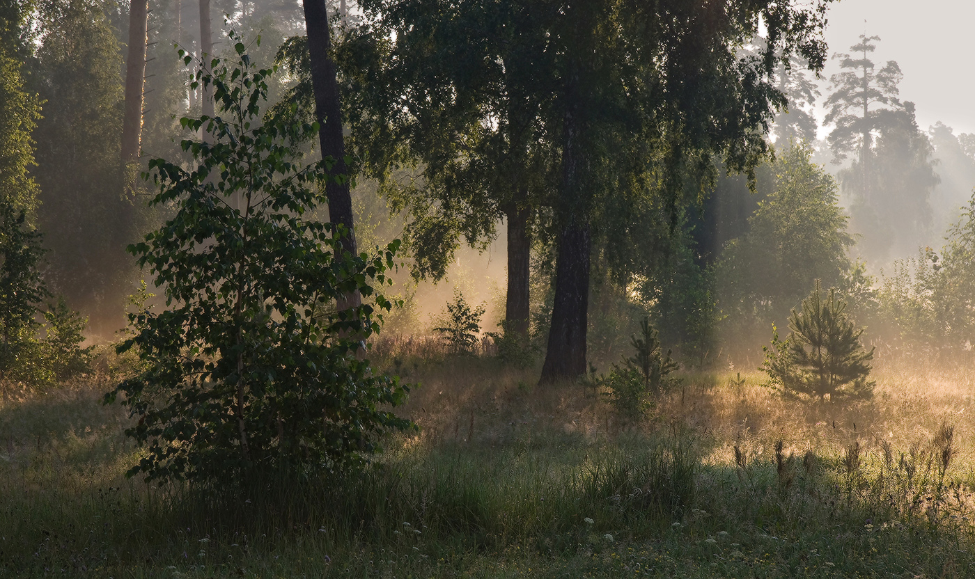 In the early morning forest. Утро в лесу. Туманное утро в лесу. Раннее утро в лесу.