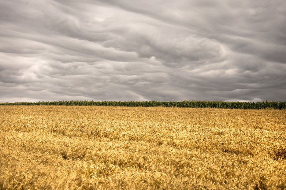 Зерновое Поле Фото