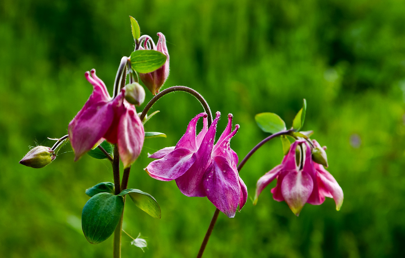 Аквилегия Aquilegia vulgaris