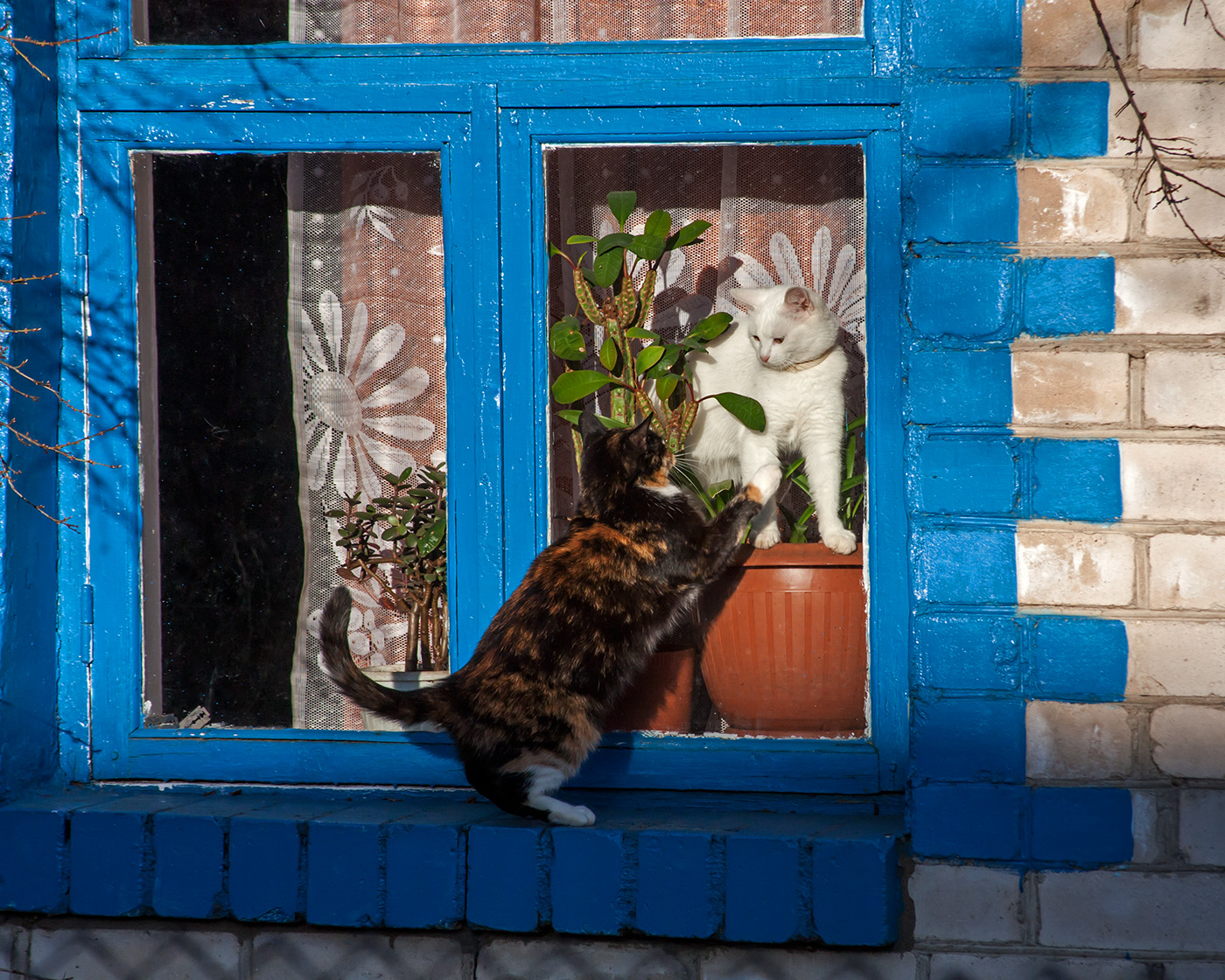 Жизнью в окнах живут дома. Кот на окне. Кошки на окошке. Котик у окна. Коты в окне.