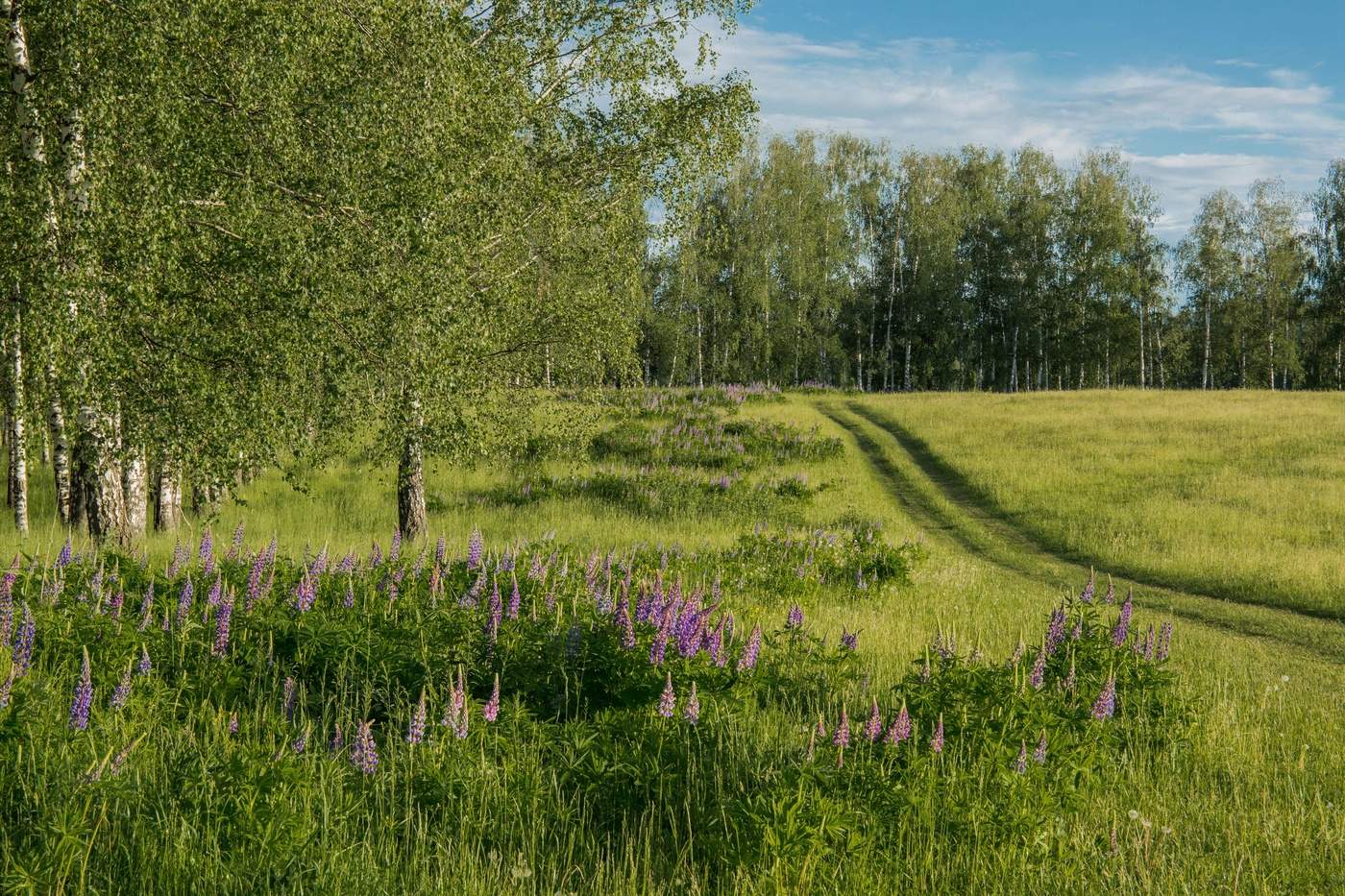 Фото природы татарстана весной