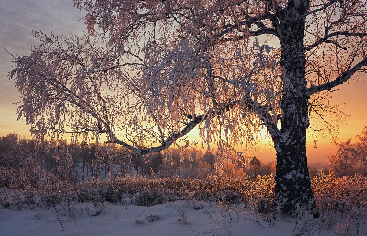 Печальная береза. Заря зимой береза. Зимняя береза на закате. Березы на закате зимой. Берёза зима. Закат.