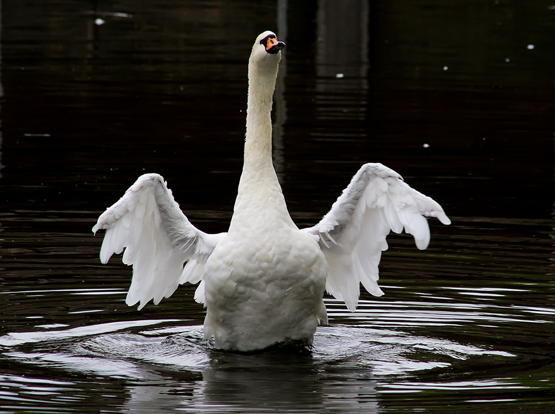лебедь хср билд. билд на брама кува варфрейм. билды на рубикон прайм. билд коры на купол 2021.