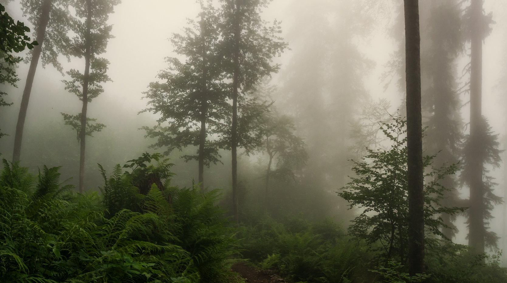 Панорама еловый лес туман