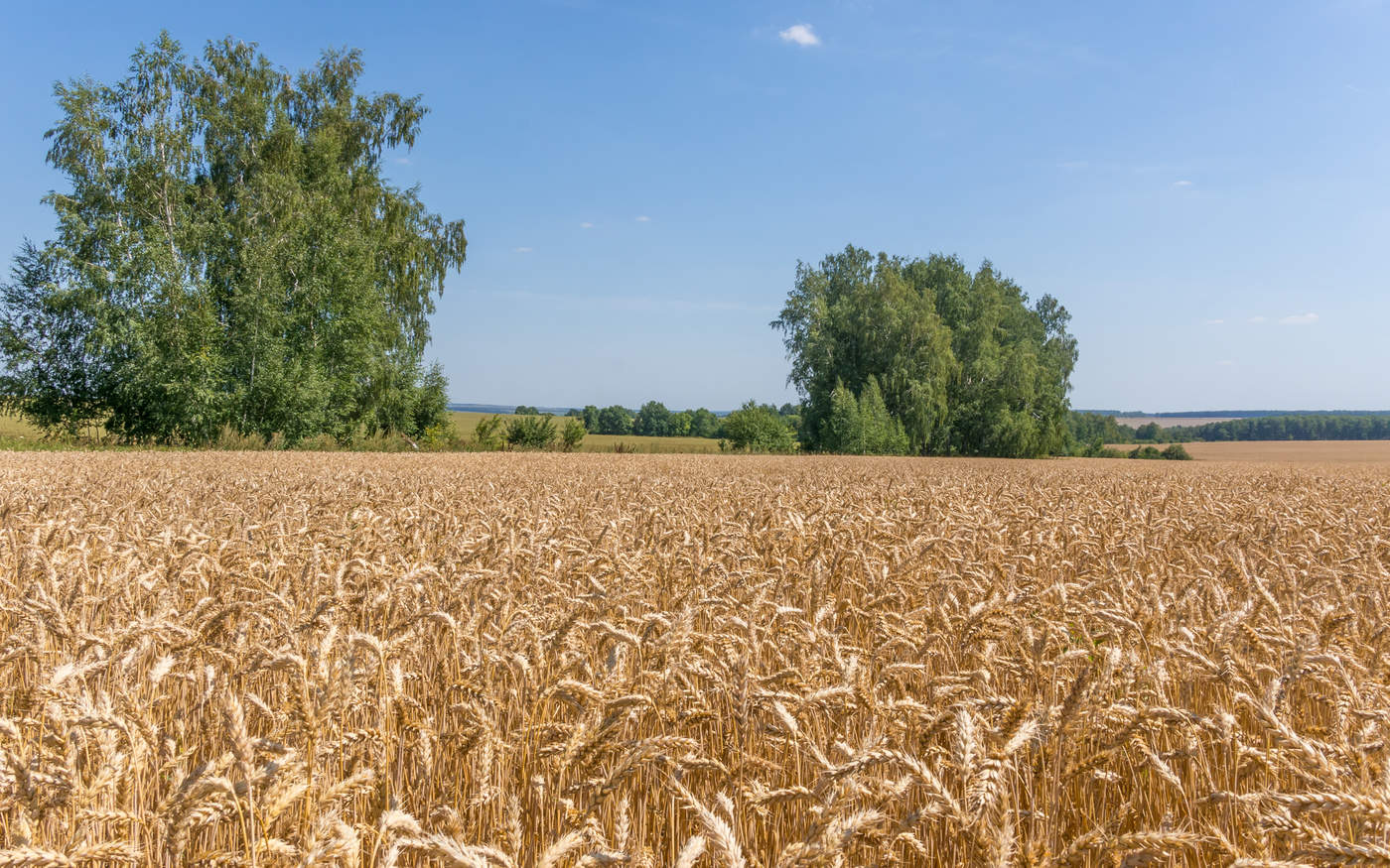Камбулат Челябинская область пшеничное поле