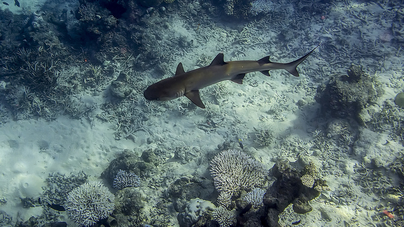 Белоперая рифовая акула на Мальдивах