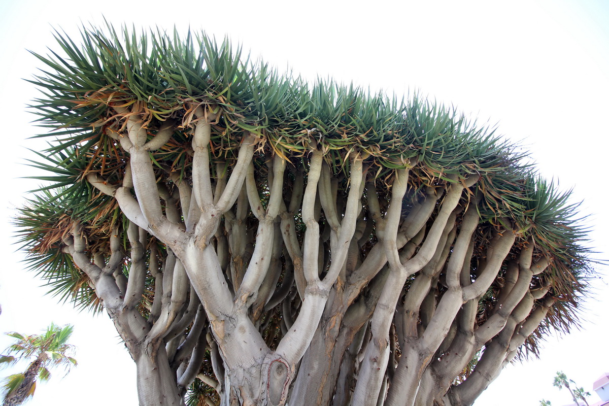 Canary Islands Dragon Tree