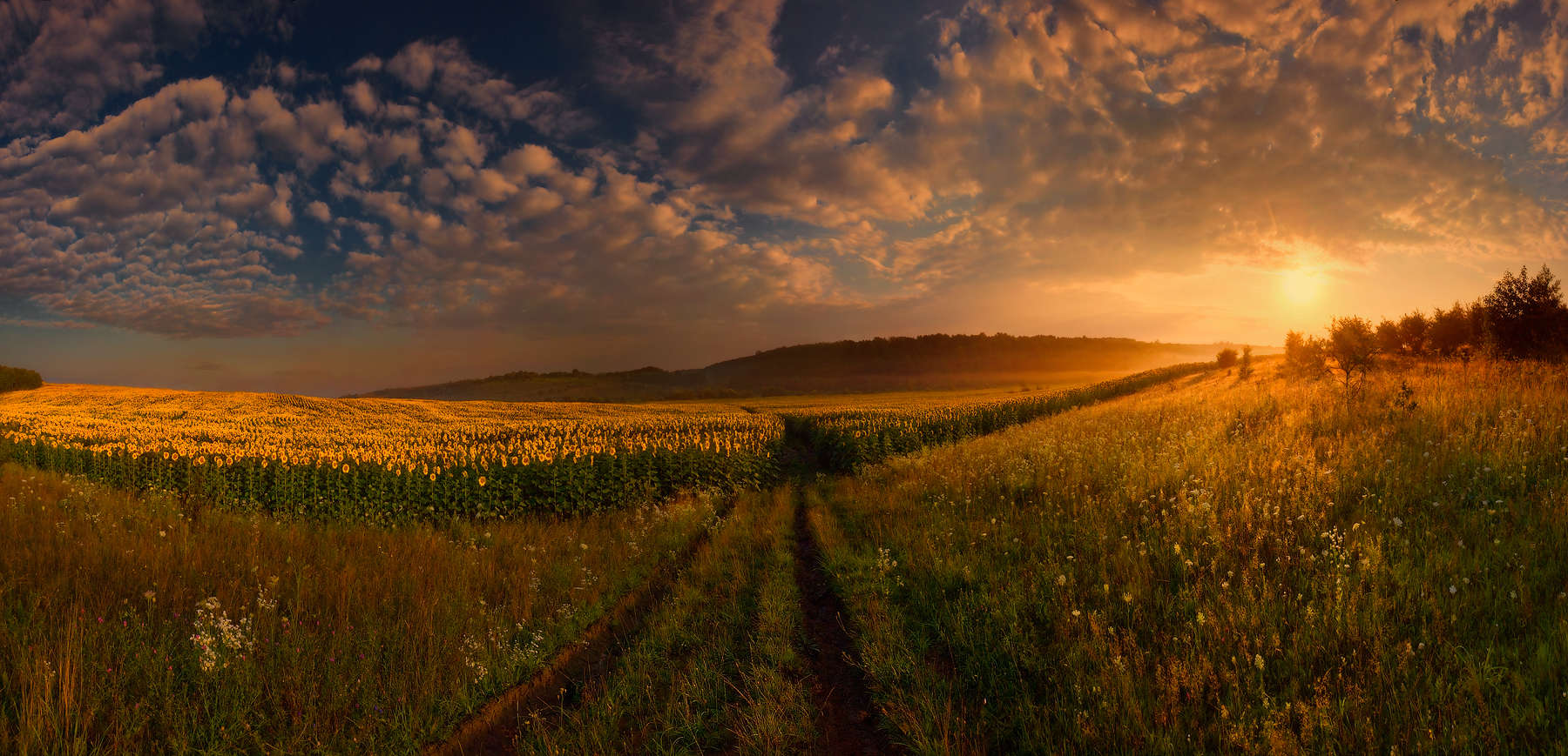 Фото поле рассвет