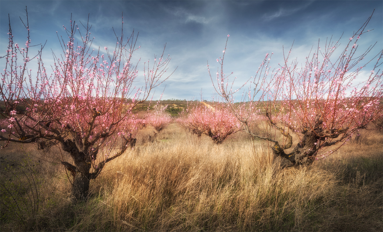 В Крым на цветение персика весной