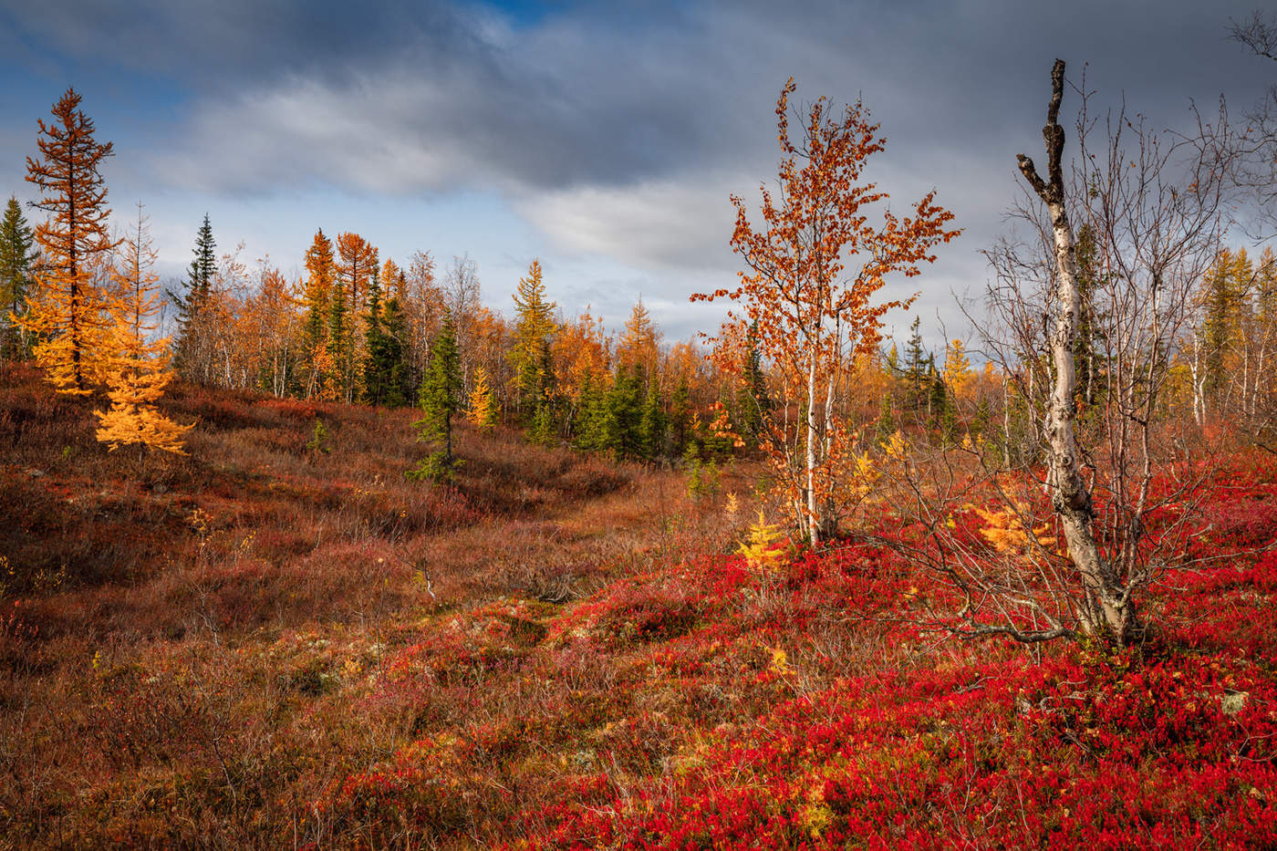 Природа севера осень Ямал
