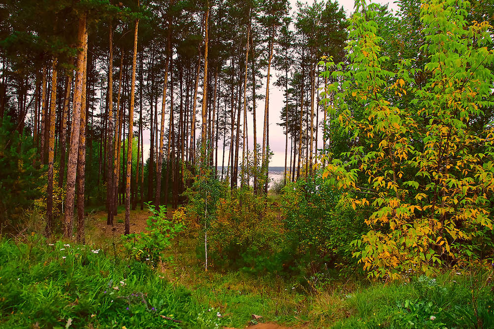 Сосновая тюмень. Елово Сосновый лес. Хвойный лес Нижний Новгород. Шугозеро хвойный лес. Сингульский лес Тюмень.