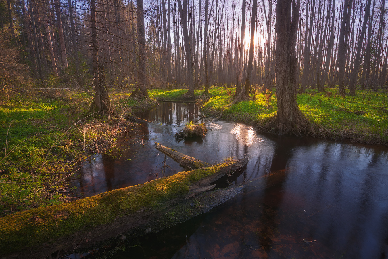 Егорьевский лес