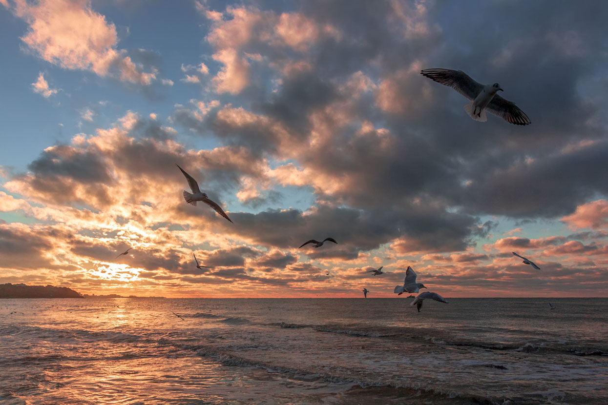 Чайки над морем Крым