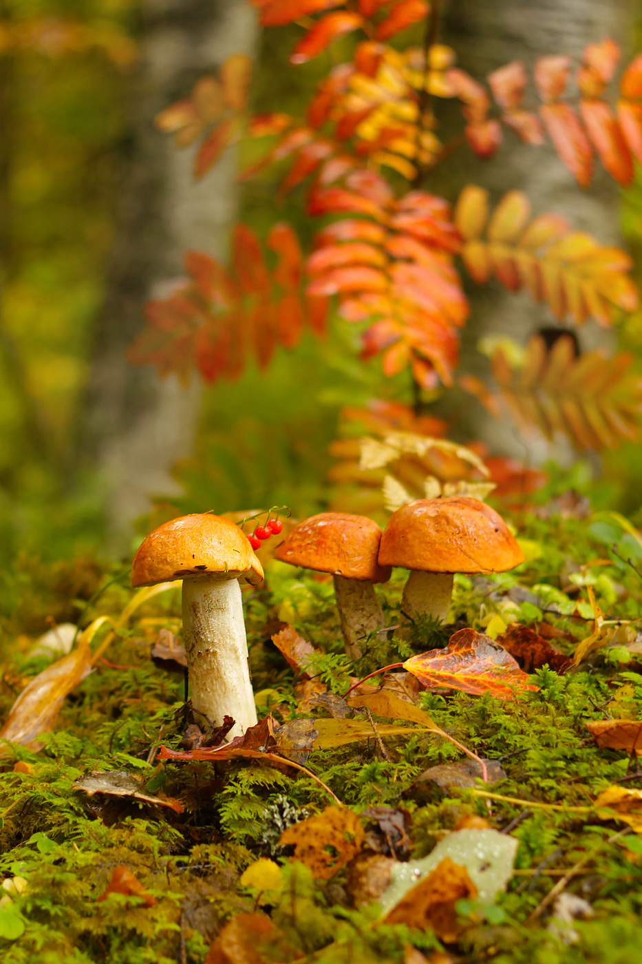 Осень лес грибы