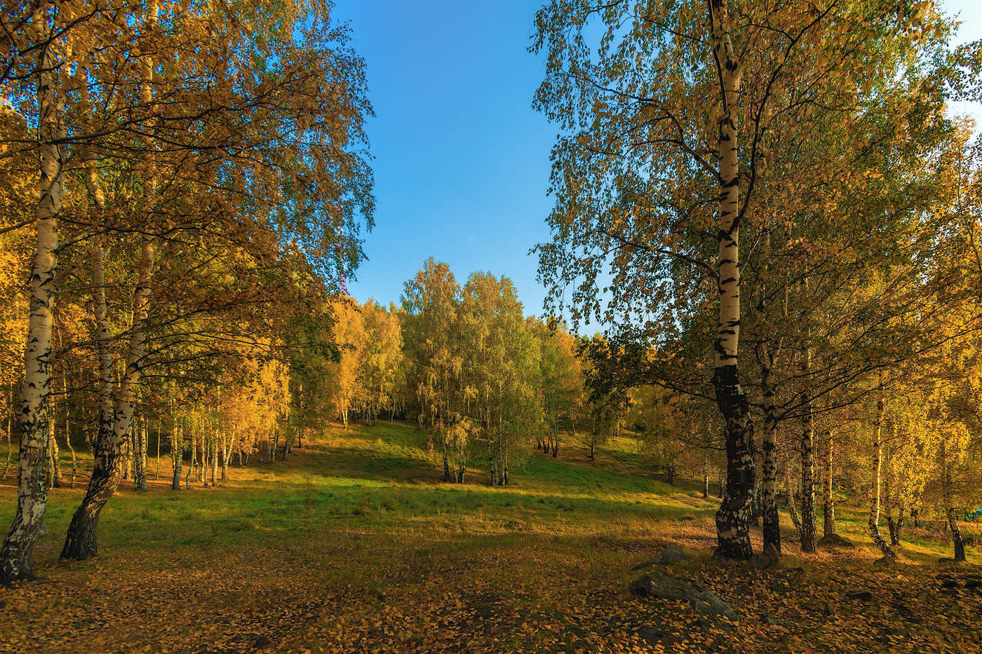 Картинки Октябрьского солнечного леса