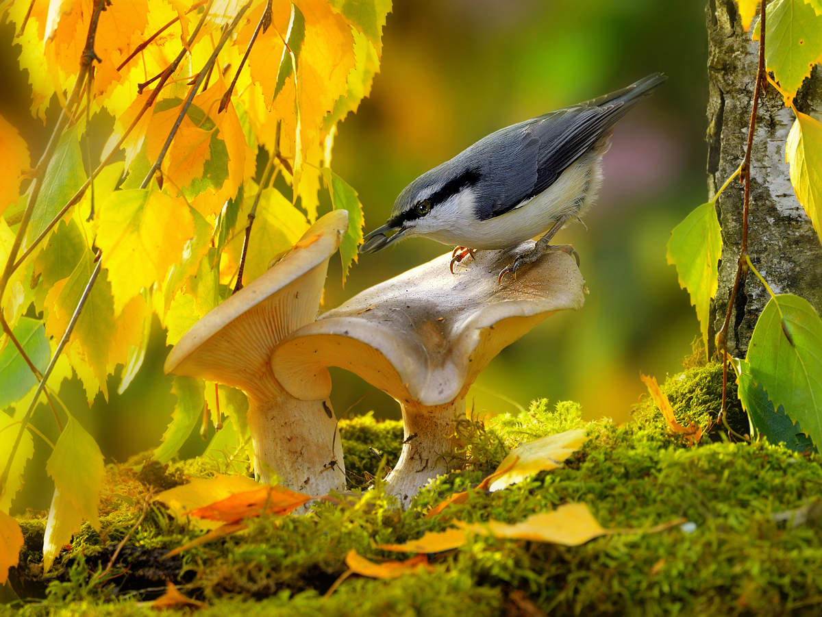 Красивая природа с птицами. Осенние птицы. Птицы осенью. Птицы в осеннем лесу. Осенние зарисовки.