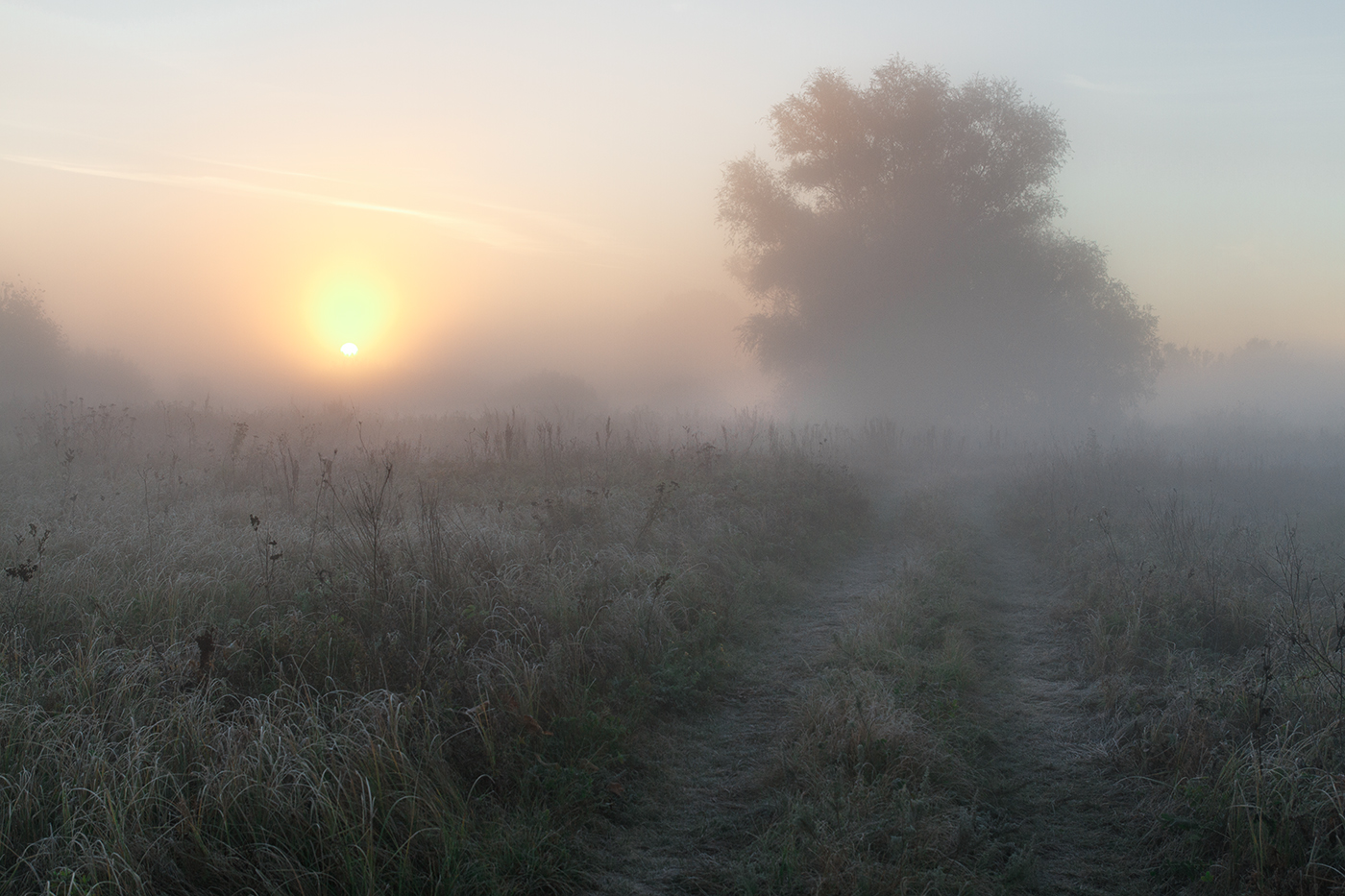 Картинки туманов. Тюмень Яр туманное утро. Утренний туман коборбинский. Утро туман. Туман рассвет утро.