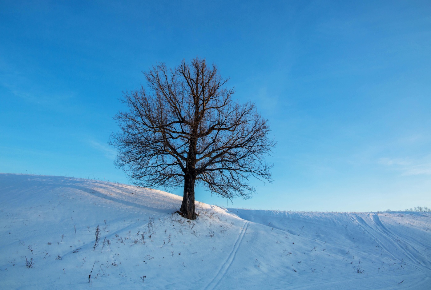 Деревья Татарстана зимой
