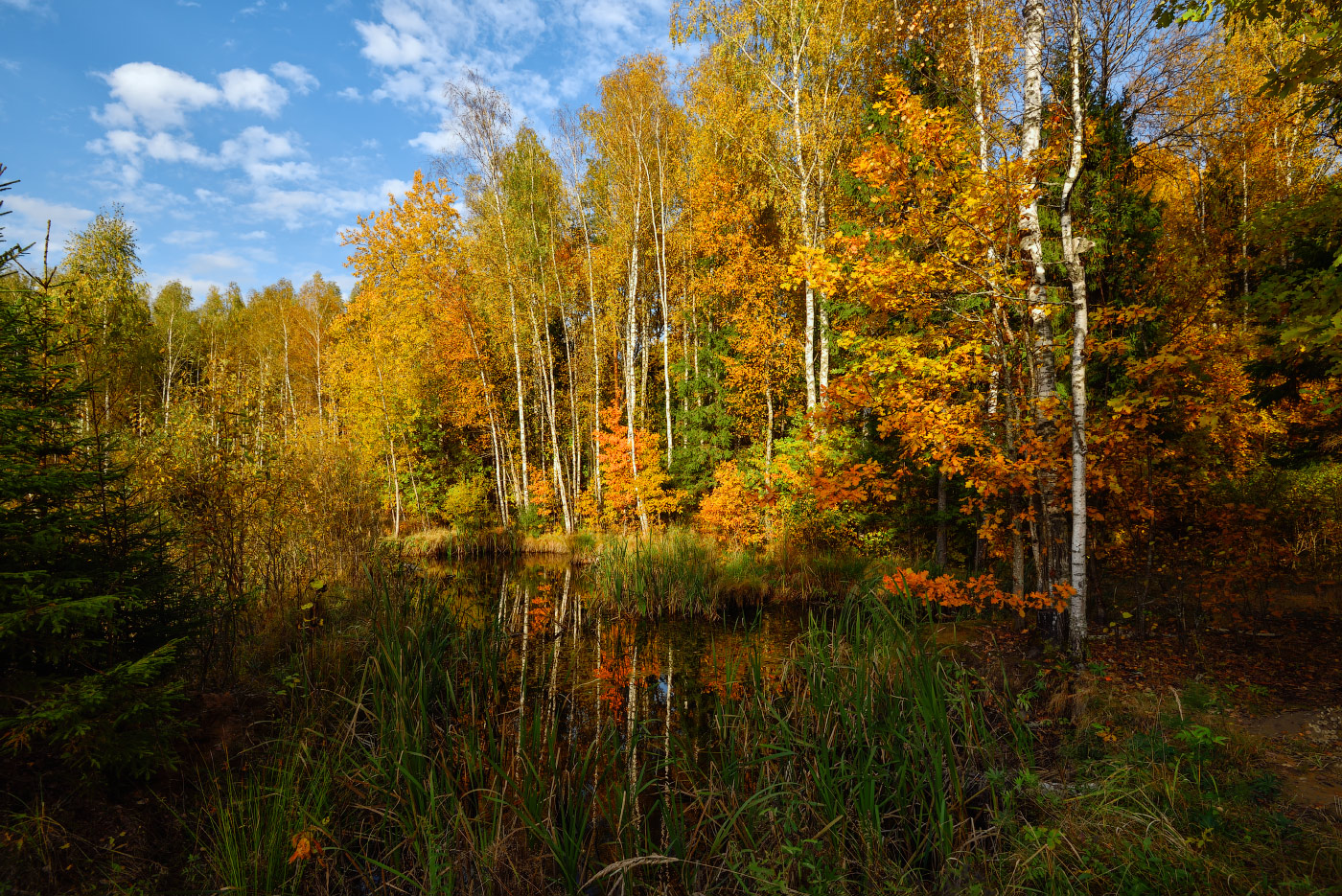 Осень лес пруд