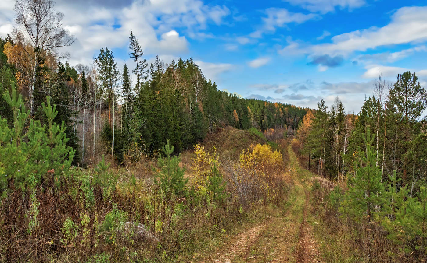 Лес средний Урал фото