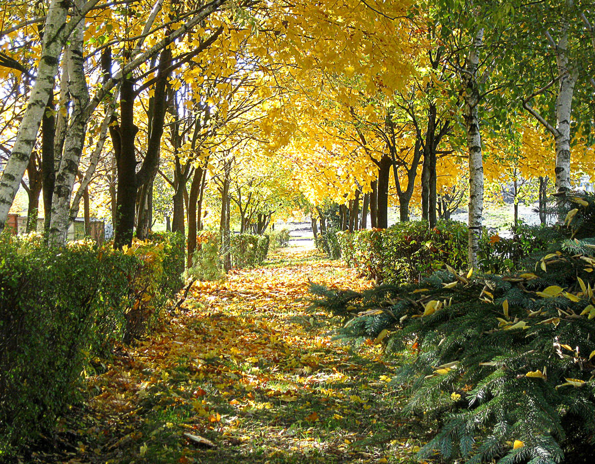 Осень парк аллея