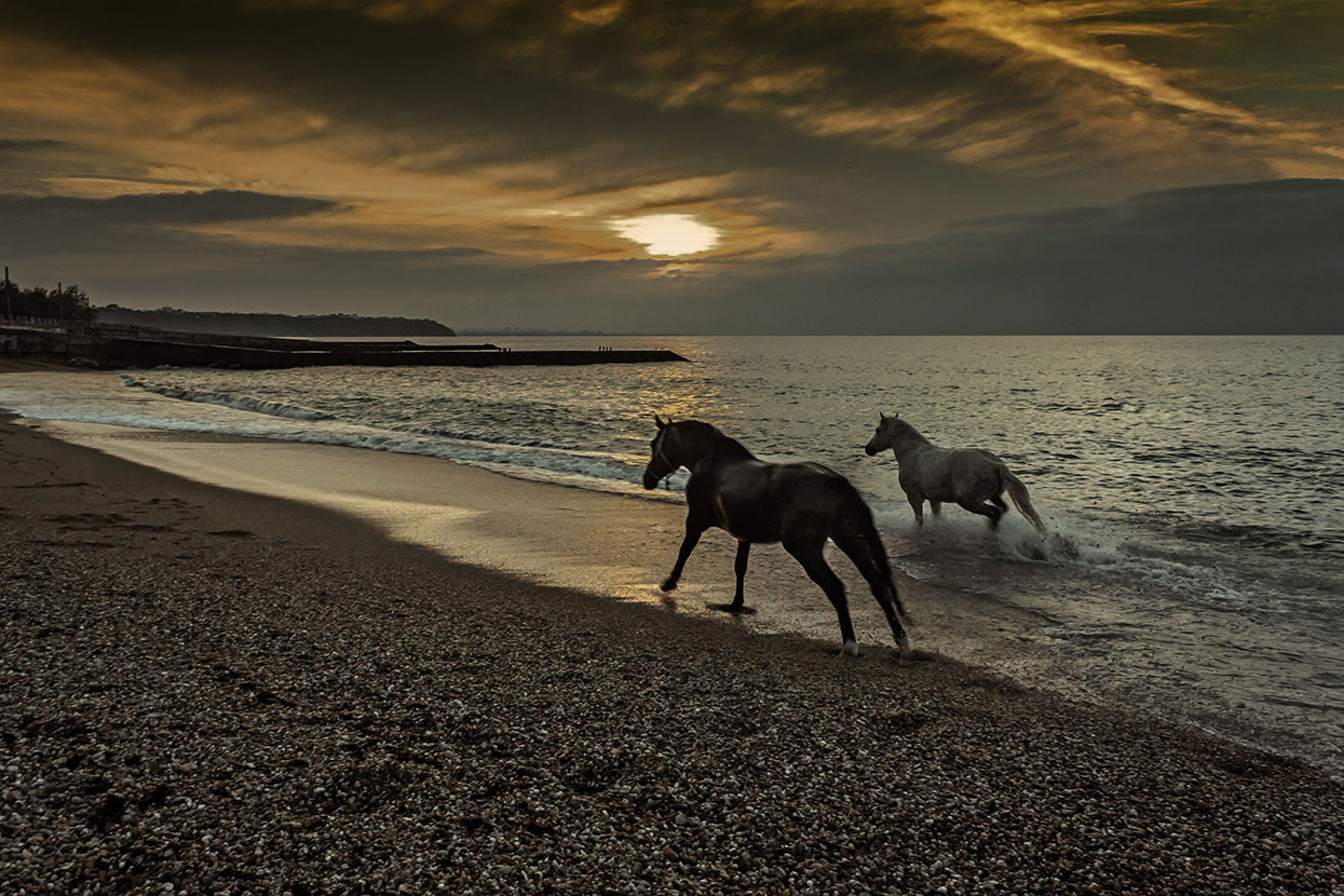 Лошади в море на закате