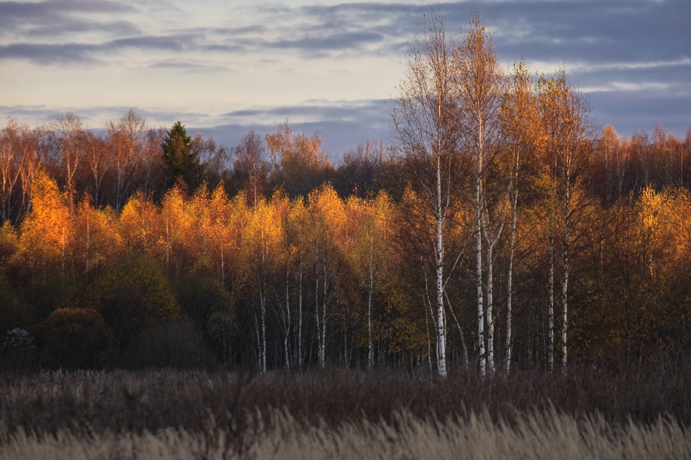 Осенний лес Подмосковье