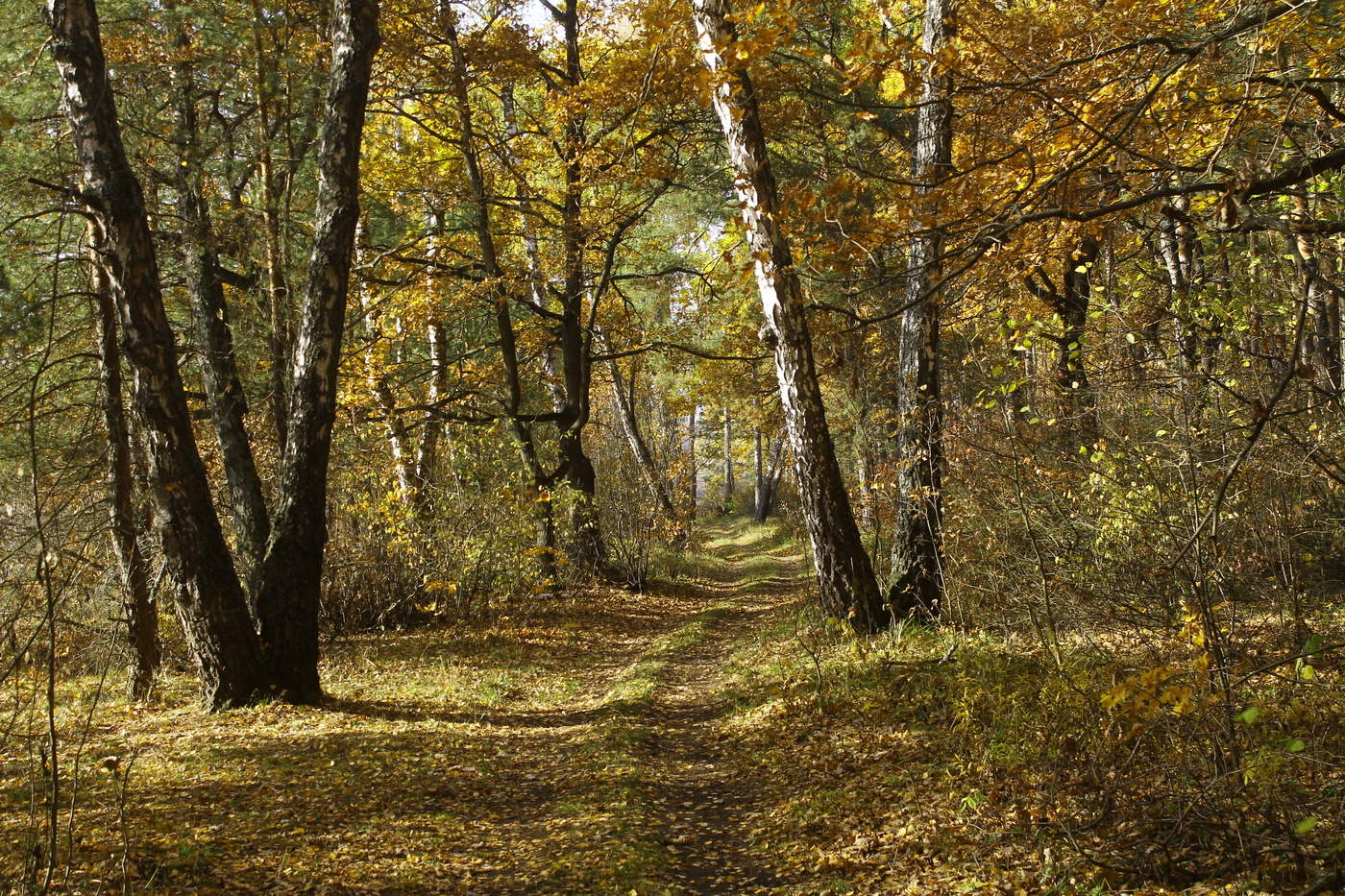 Осенний лес Подмосковье