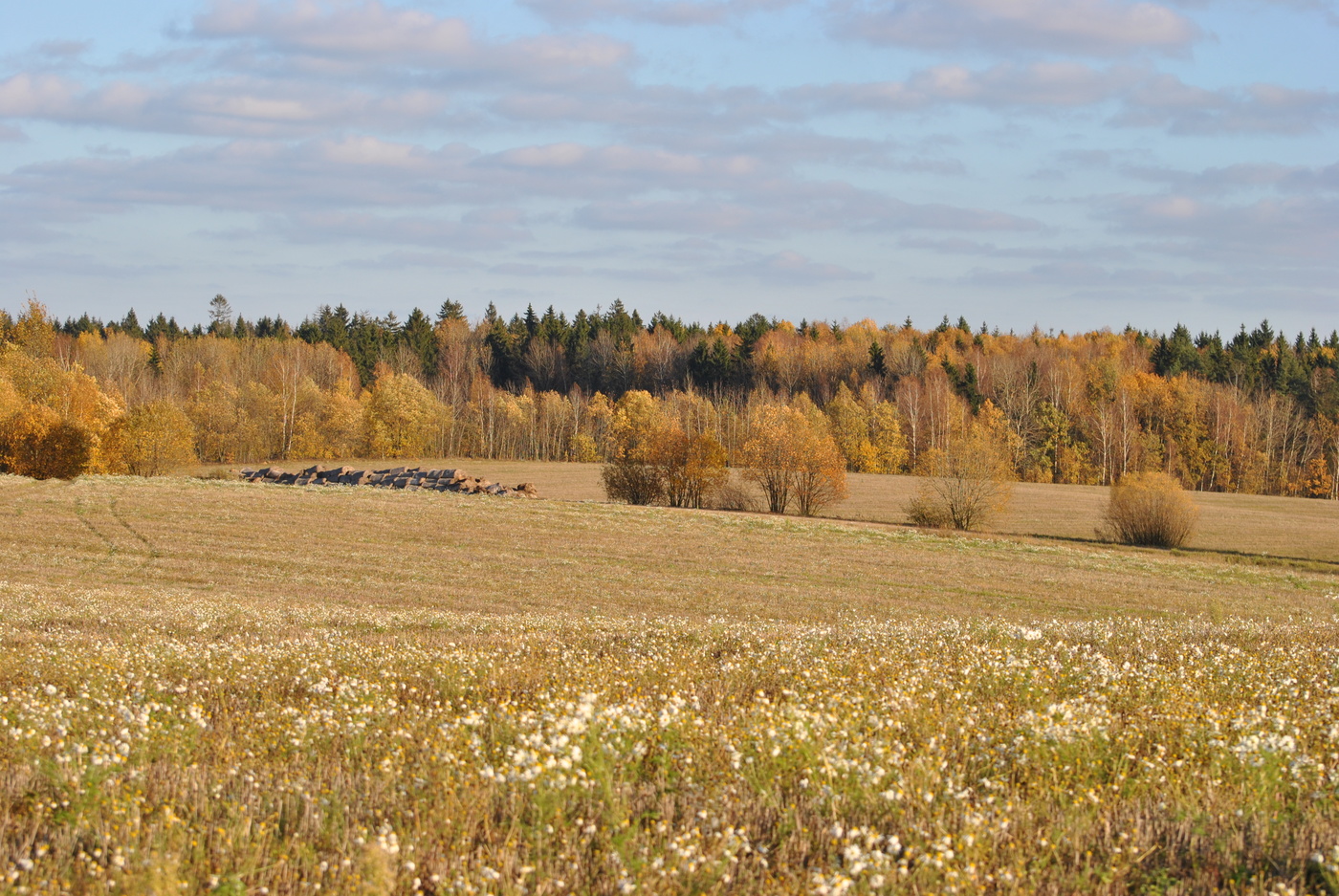 поле осенью фото