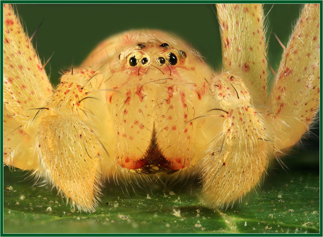 Желтый мохнатый паук