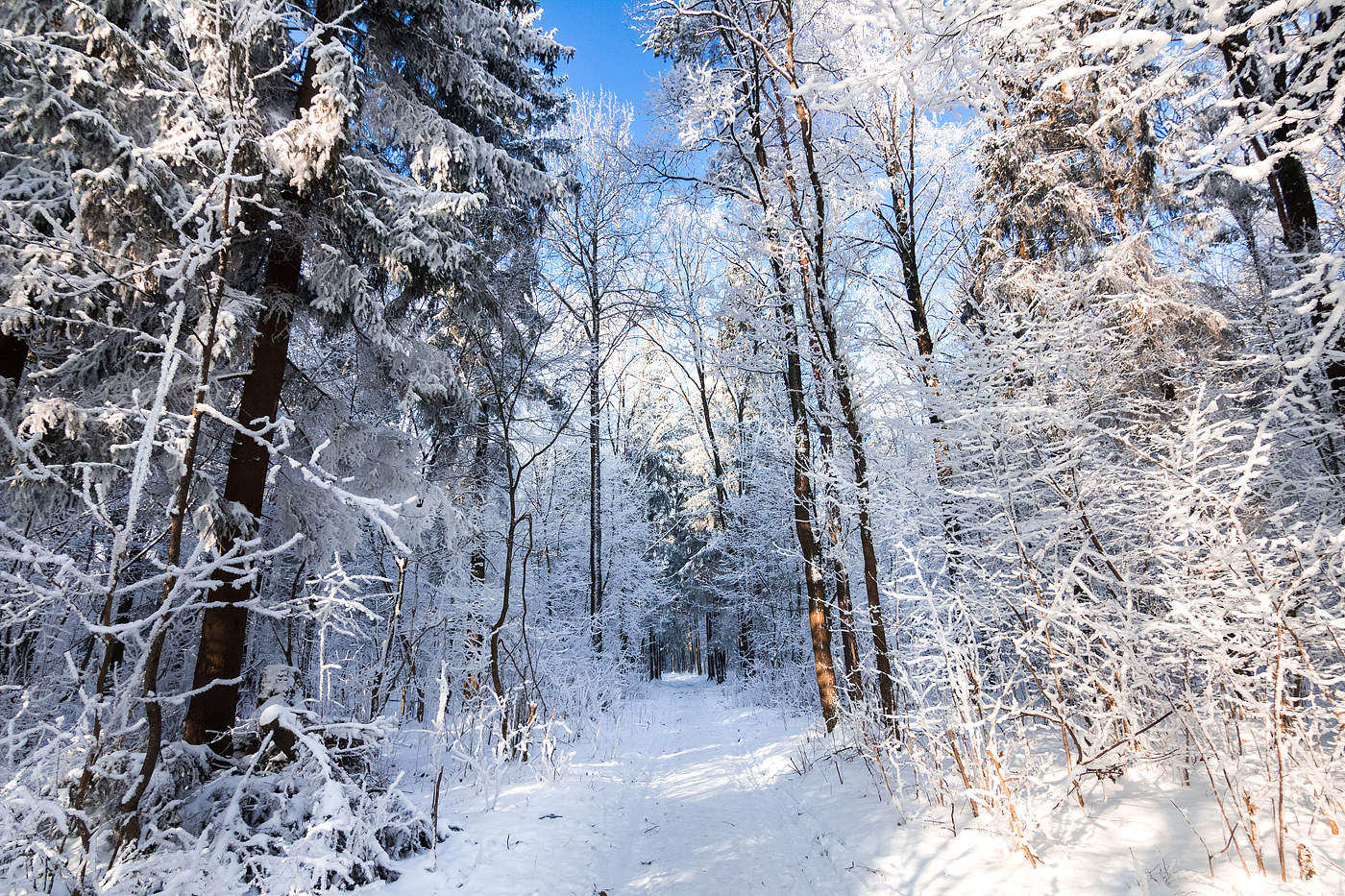 Настоящими зимними. Зимний лес. Зимний лес фото. Снежный лес настоящий. Настоящая зима.