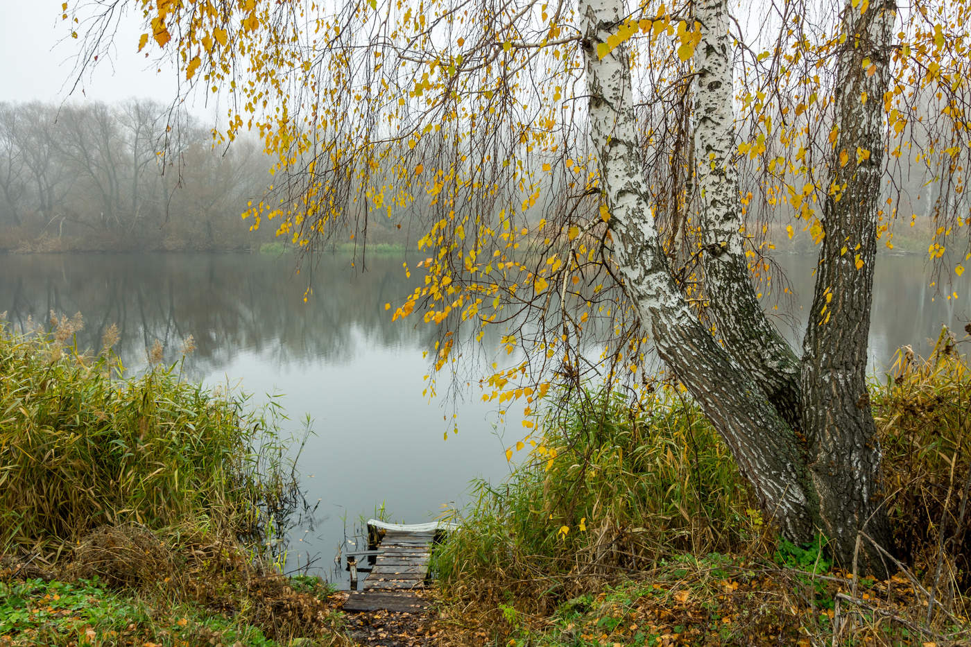 Осенняя береза у реки