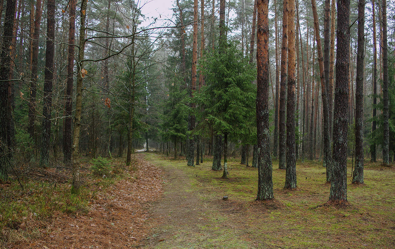 Лесное нижегородская область. Еловый лес Курск. Балахна Сосновый Бор. Сосновый лес в Нижегородской области. Романовский лес сосны Нижегородская область.