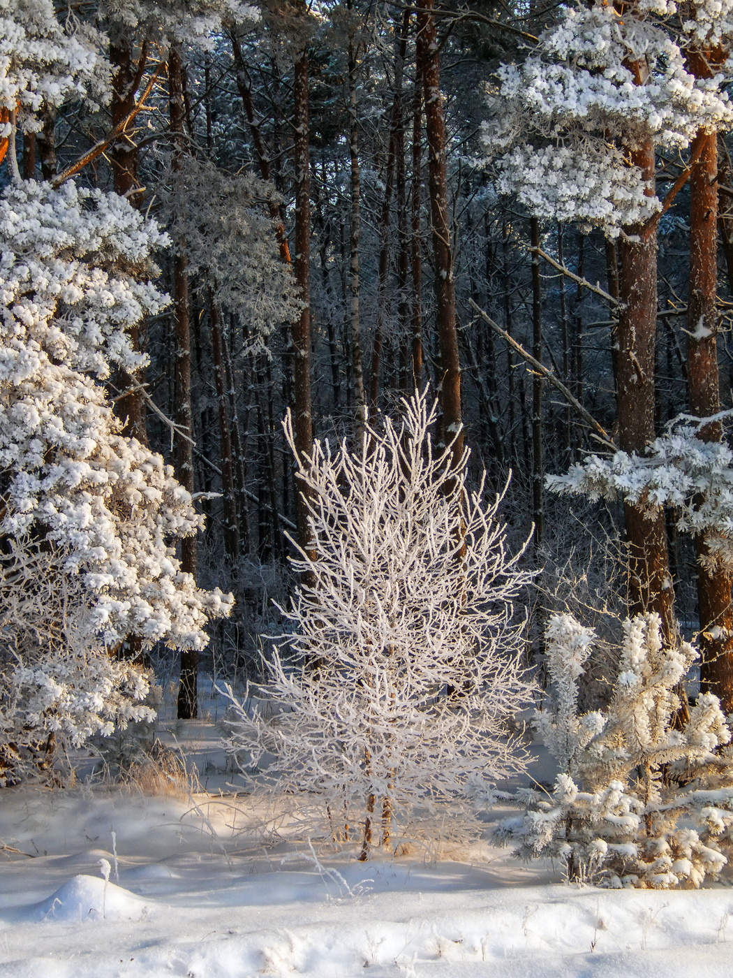 Зимние зарисовки