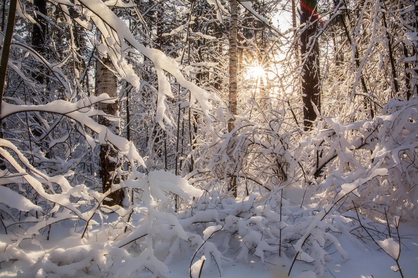 Зимний лес Лебяжье