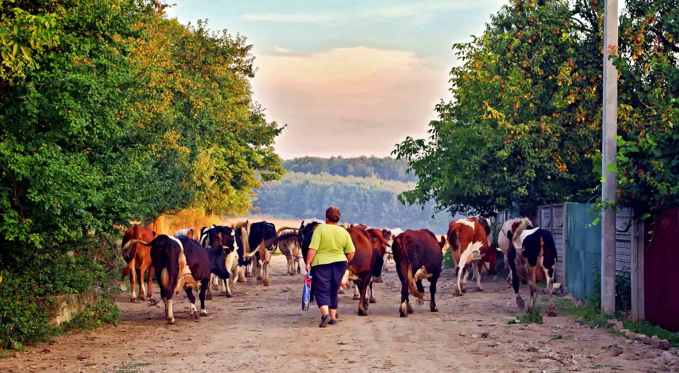 Коровы пасутся в деревне