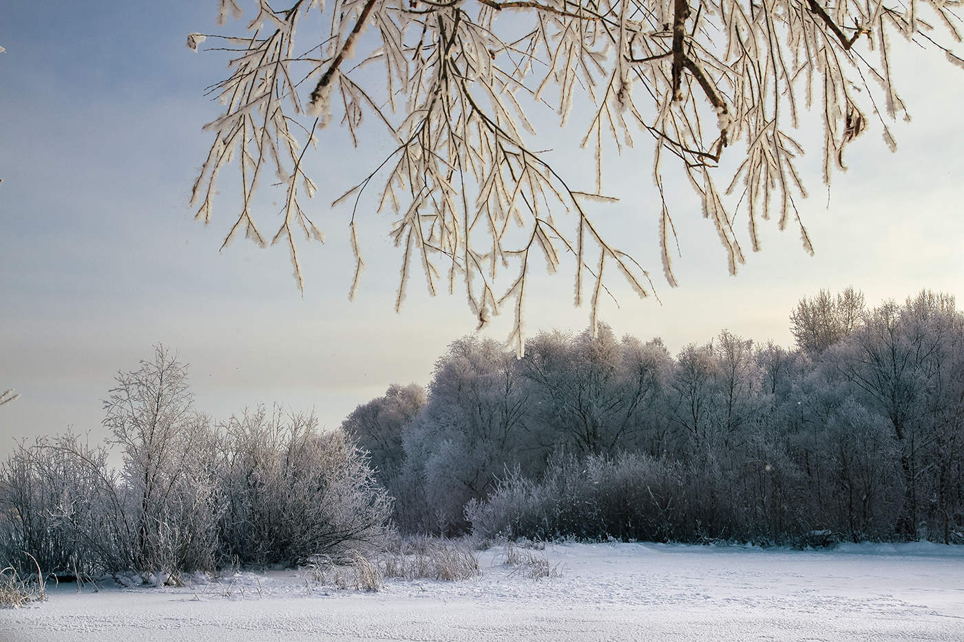 Магнитогорск зима деревья в инии