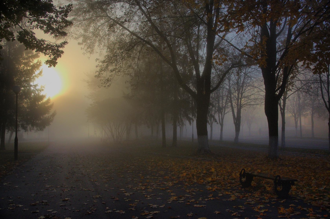 Осень утро туман парк