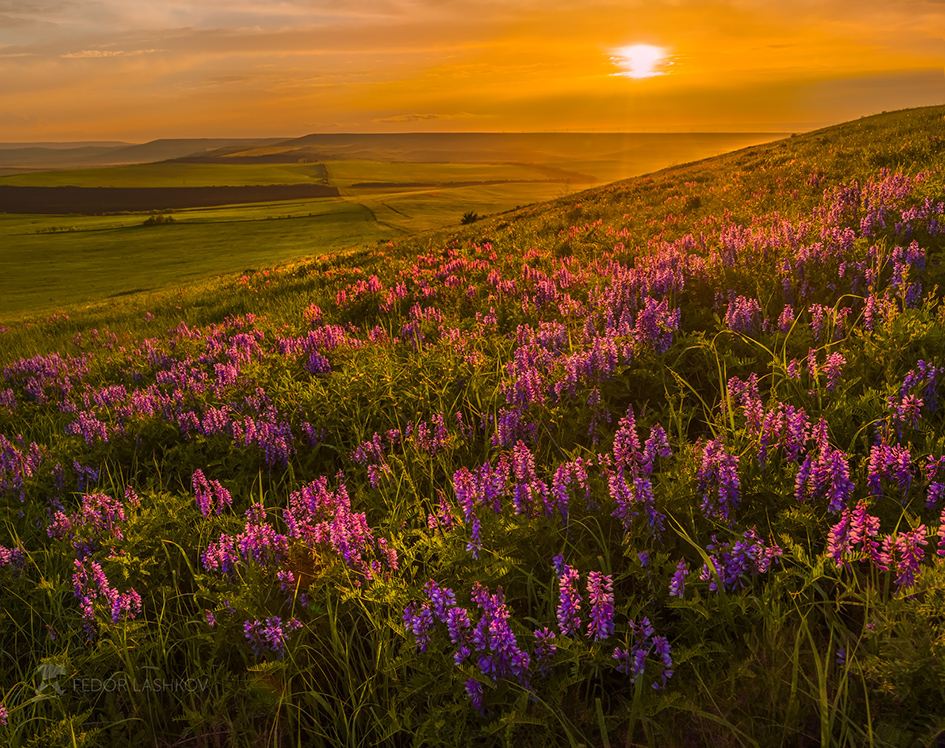 Цветы ставропольского края фото