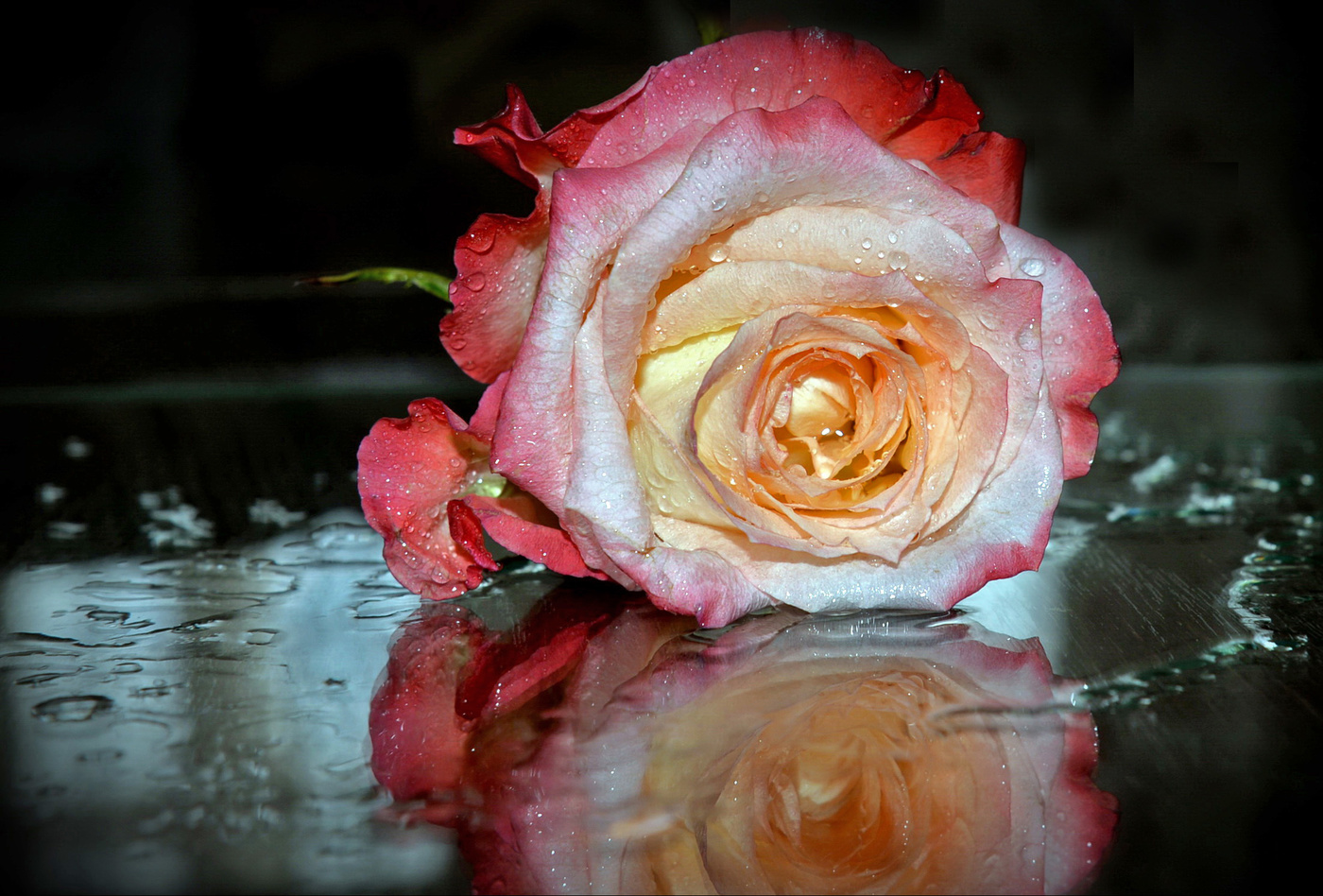 Розы в горячую воду. Отражение розы в воде. Розы отражающиеся в воде.