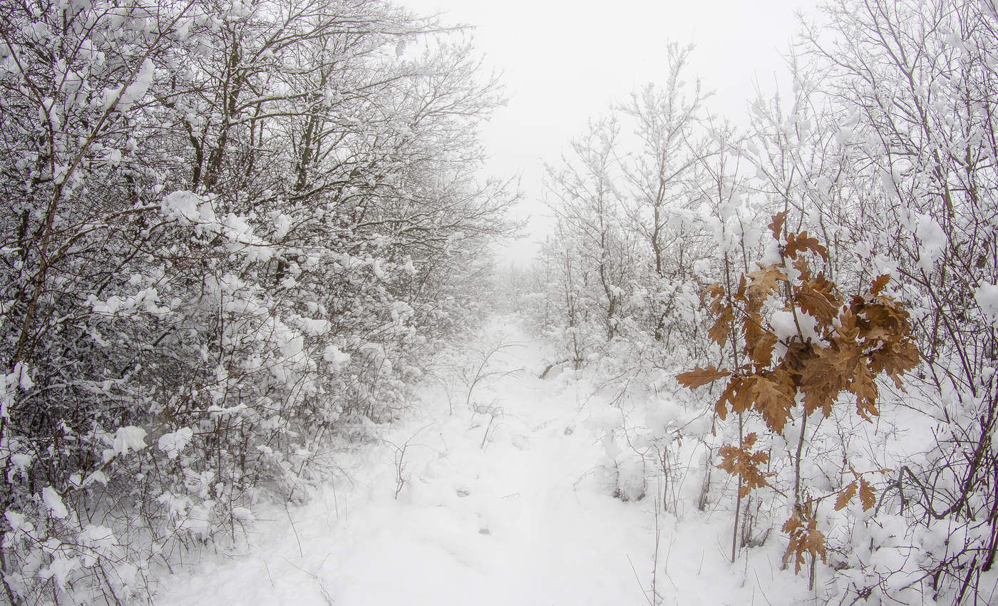 Кубанские зимы. Кубанская зима. Кубань зимой. Леса Кубани зимой. Зима на Кубани фото.