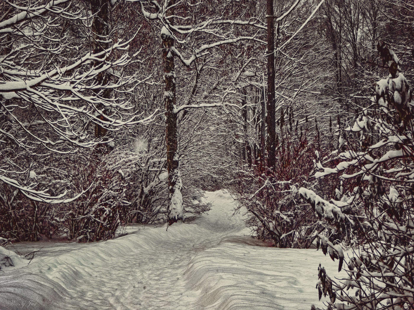 На заснеженной тропе. Боткинская тропа зимой. На заснеженной тропе дзен. На заснеженной тропе дзен. Японская живопись зима.