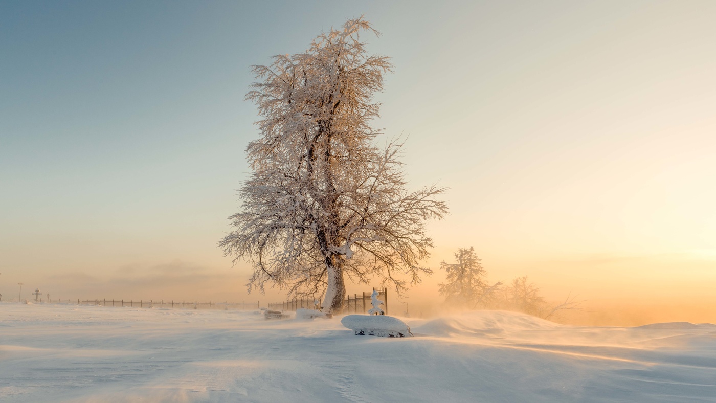 Фото зимнее утро за окном и поле дерево
