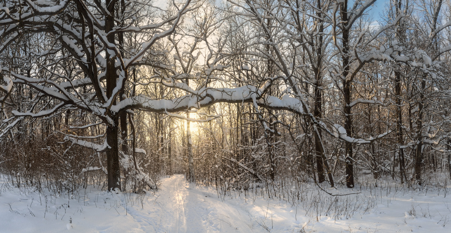 Зимний лес Дементьев