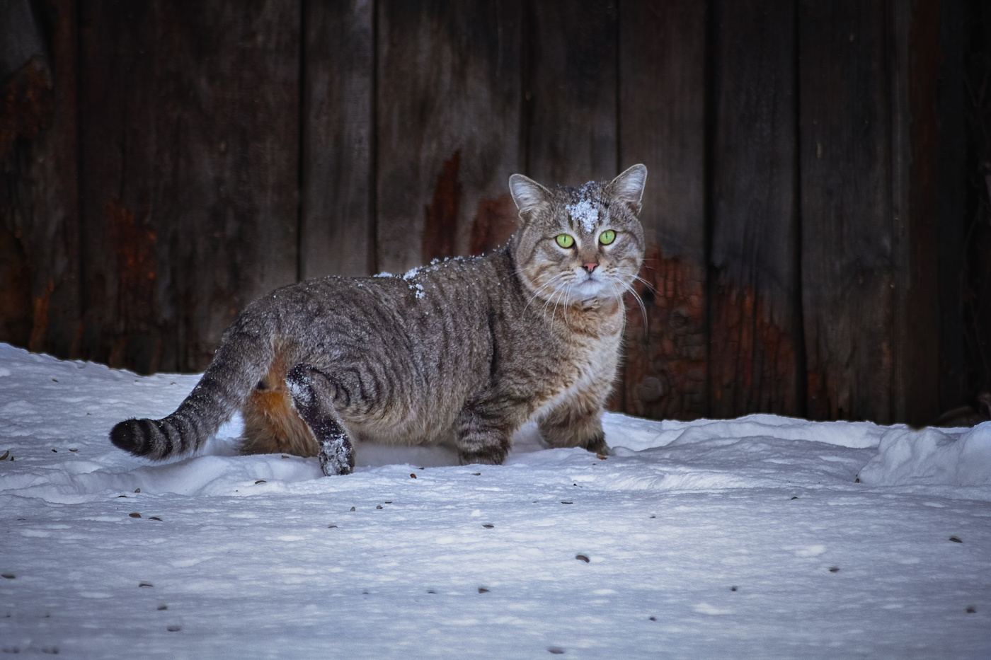 Кот выходи. Безымянный кот. Unnamed кот. Фотокарточки из игры безымянный кот. Картинки безымянного котика.