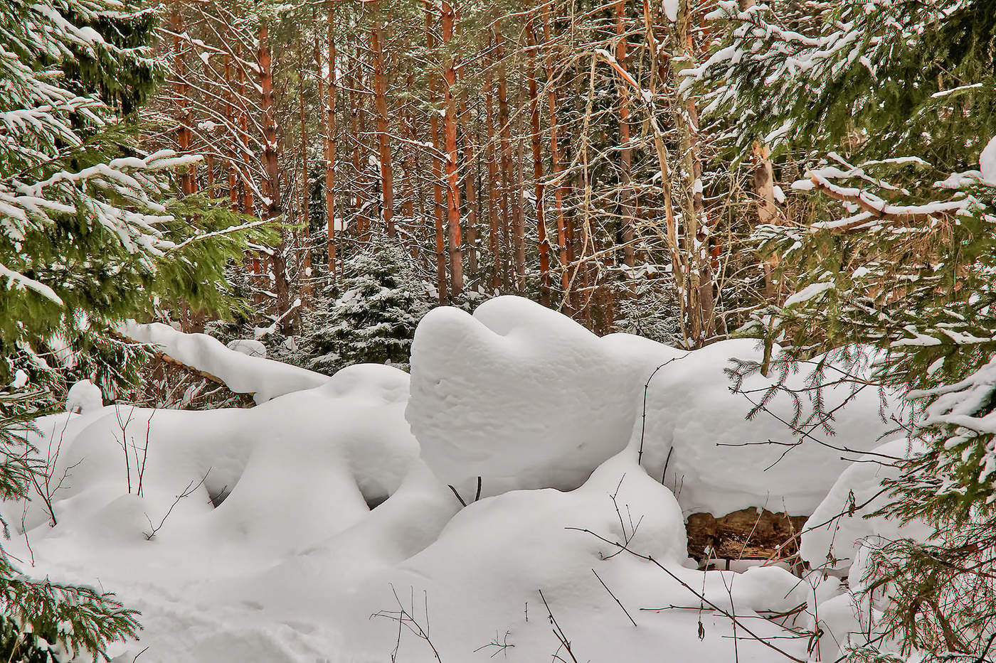 Снег еще лежал сугробами в глубоких. Сугробы в лесу. Снежные сугробы. Зимний лес сугробы. Лес в снегу.