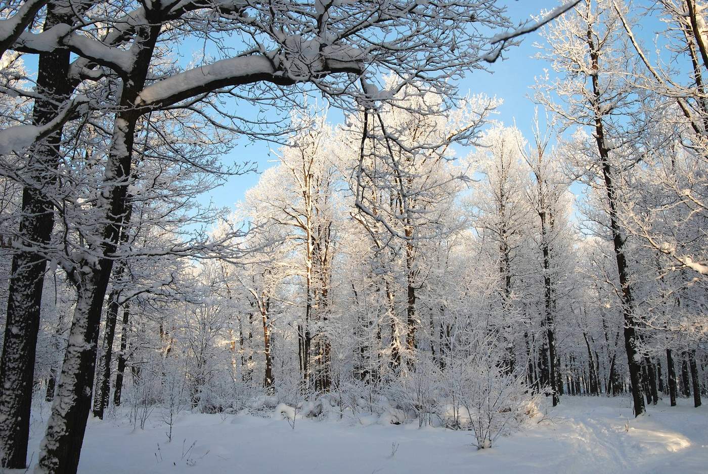 По заснеженным тропинкам песня